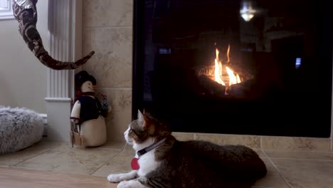 house cat sitting by the warm fireplace in winter and feeling smug