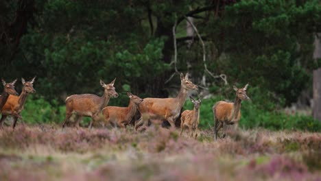 Ciervas-Fangosas-Corren-Alrededor-Del-Borde-Del-Bosque-De-Hoge-Veluwe-Después-De-Revolcarse,-La-Rutina