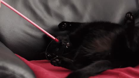 Owner-Holding-Pink-Stick-Gently-Poking-And-Tapping-Cat-Sleeping-On-A-Couch