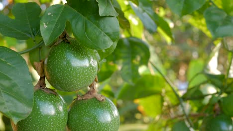 close-up fresh raw passion fruit with sunlight