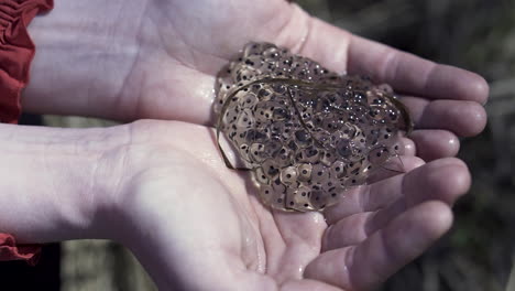 frog eggs held in hands