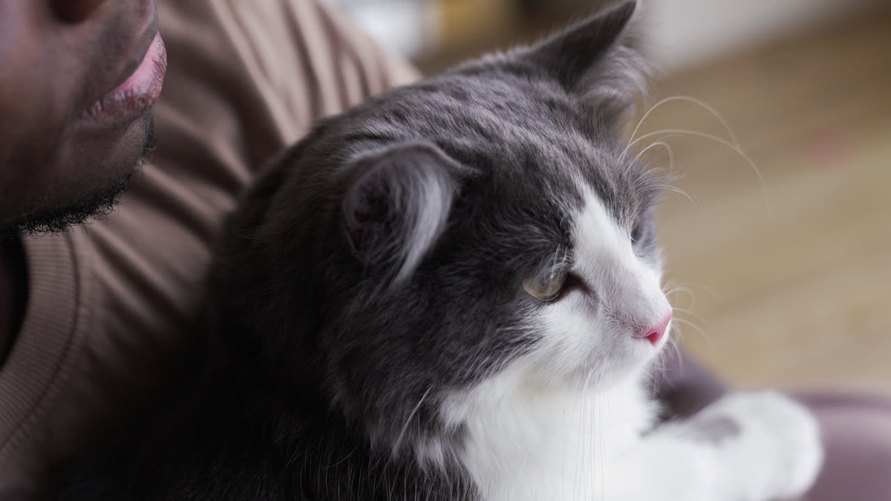 반려동물 소유자 와 그 의 고양이