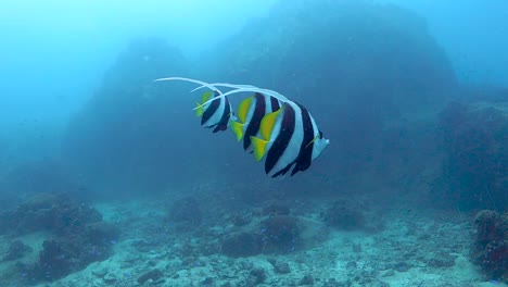 tres peces bandera se encuentran muy juntos sobre un parche de arena en un arrecife de coral en el golfo de tailandia