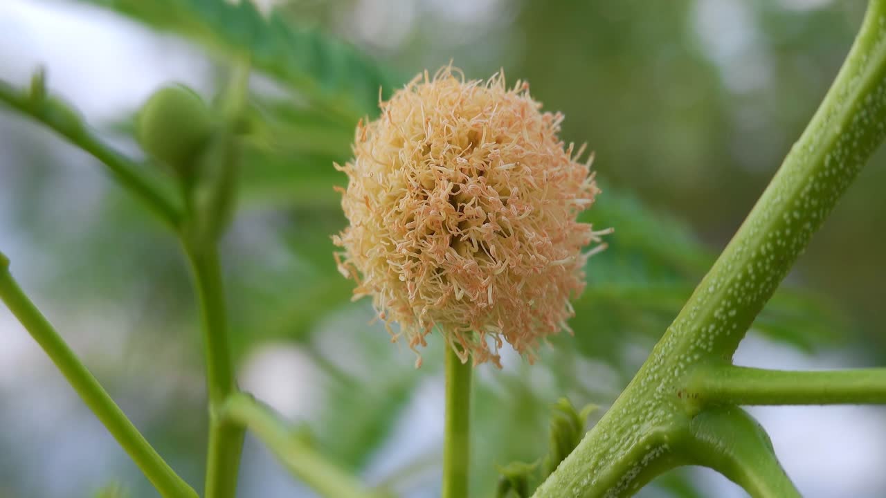 Yellow flower of jumbay (Leucaena leucocephala) plant, branches in mild wind