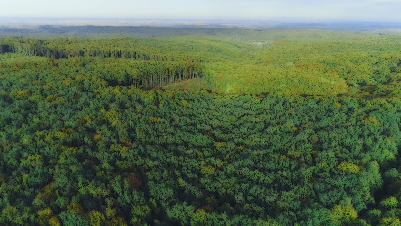 hermoso efecto borroso de la luz del sol brillante que brilla a través de las hojas frescas de los árboles en el bosque.