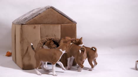 un grupo de cachorros juega frente a la casa del perro tiempo juntos en cámara lenta