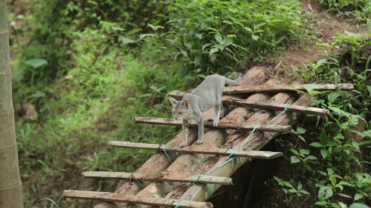 시골의 나무 산책로에 서 있는 회색 고양이 야옹