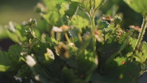 close up of sunlight gently illuminating damaged strawberry leaves and small white blossoms with warm flare in outdoor garden, showcasing natural texture