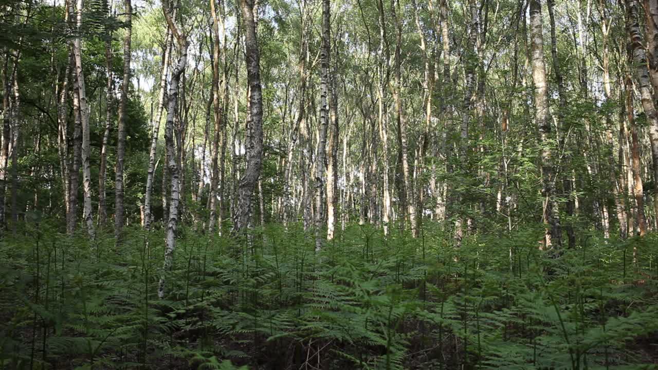 Silver Birch,Betula pendula, woodland and Bracken in late Summer. Highgate Common. Staffordshire. UK
