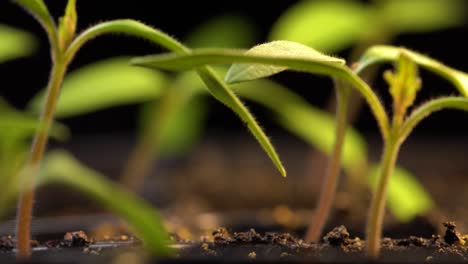 Moving-backward-through-tray-with-young-tomato-seedlings-just-setting-first-sets-of-true-leaves