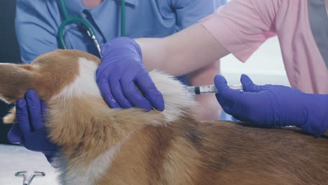 veterinarian team giving an injection to the corgi dog