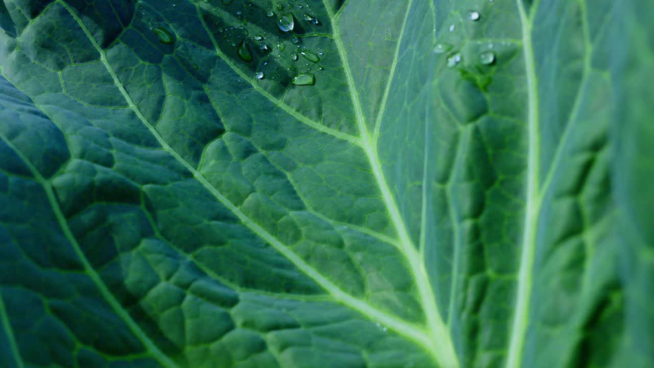Close-up of a wet cabbage leaf