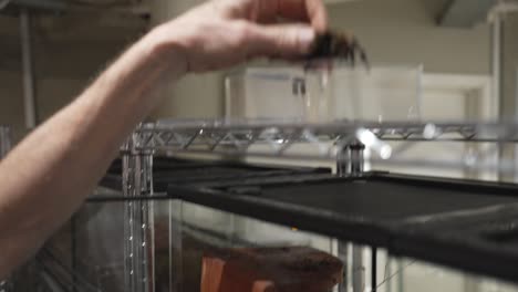 A-mexican-red-kneed-tarantula-being-transfered-by-hand-into-a-see-through-box