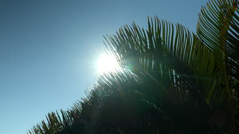 looking up on bright sun in clear blue sky partially covered by palm tree leaves in jeju island, south korea