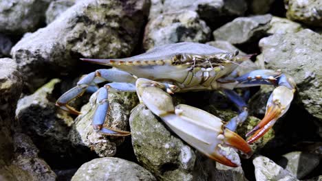 Blue-crab-on-rocky-sharks-tooth-island-beach-near-wilmington-nc,-north-carolina