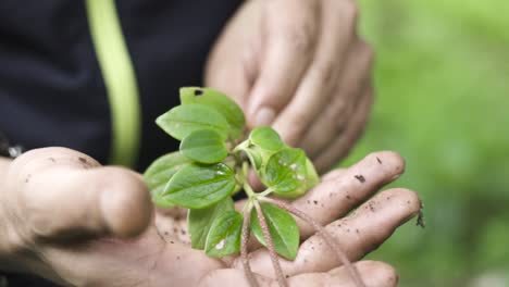 close up hand shot man plucks dead leaf from herb after showing the root