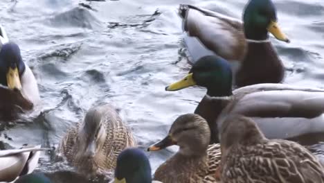 closeup of lively ducks swimming together in a pond