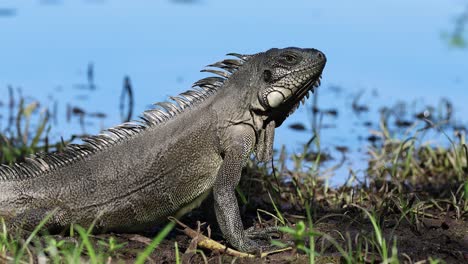 A green iguana next to a river in its habitat. Male iguana. Large species of arboreal herbivorous lizards