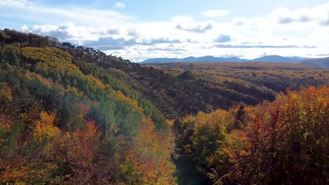 ralentizar el vuelo de drones sobre el bosque de otoño y un cielo azul