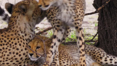 Loving-cheetah-mother-resting-in-the-shade-with-her-cubs