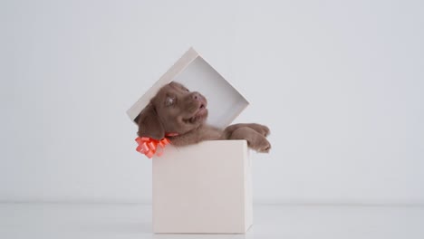 portrait of brown labrador puppy trying to open the gift box on a floor