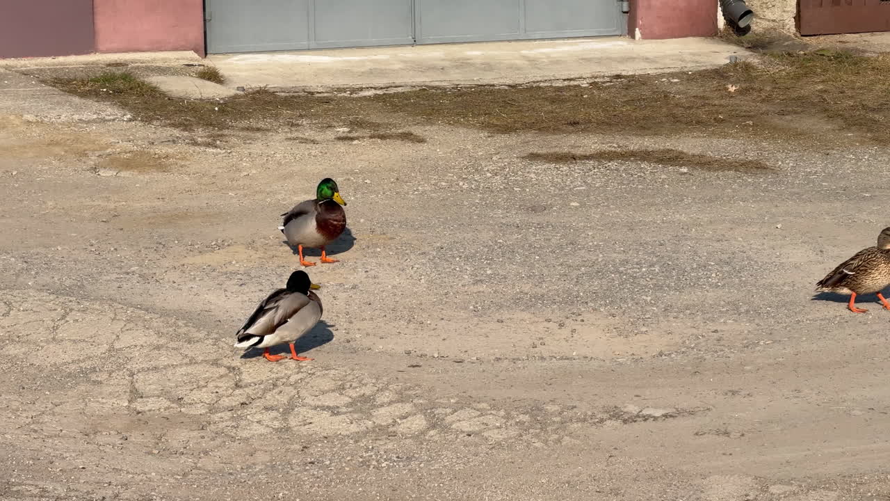 Mallard ducks walking on an urban concrete surface