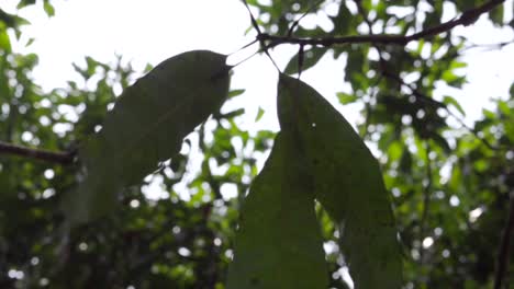 árbol de mango hoja de mango de cerca