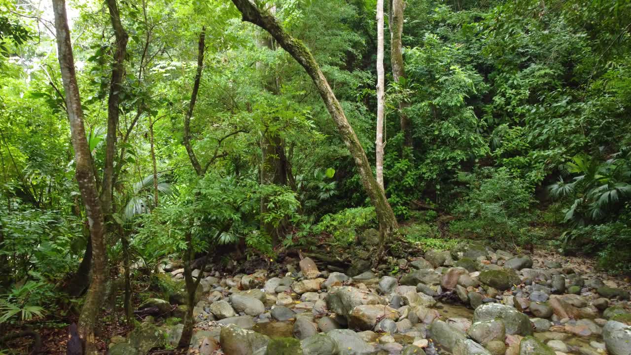 Rocky riverbed and shallow flowing water surrounded by a canopy of tropical trees