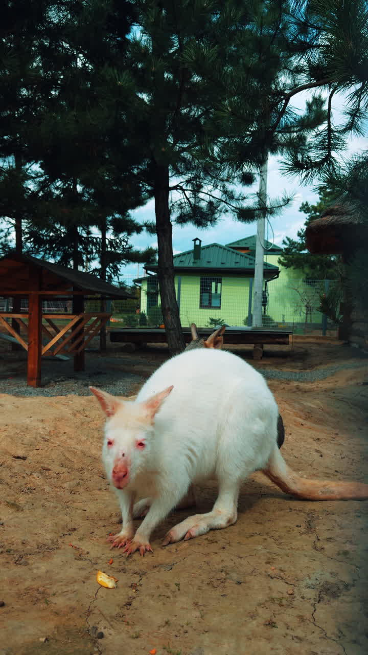 Adorable albino kangaroo sitting on the sandy ground outdoors. Lovely animal eating in the zoo. Vertical video.