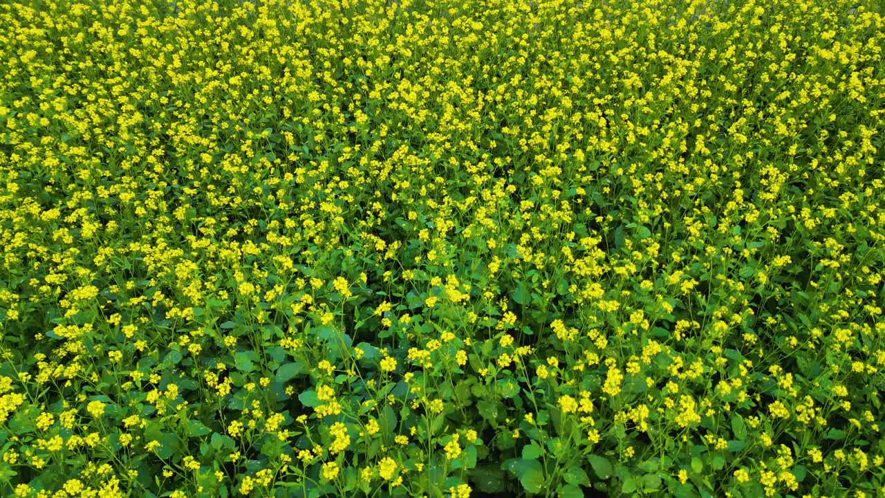 Video drone di un bellissimo campo giallo