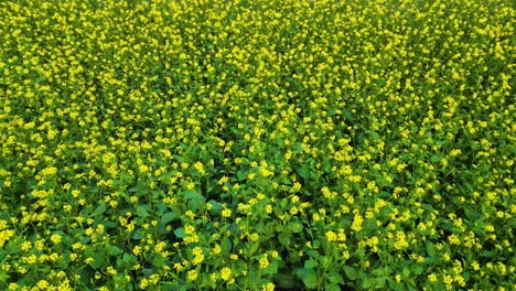 beautiful yellow field drone video