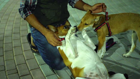 Perro-Gordo-Perezoso-Recibiendo-Abrazos-Del-Dueño