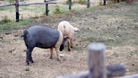 group of big pigs eating in the farmyard