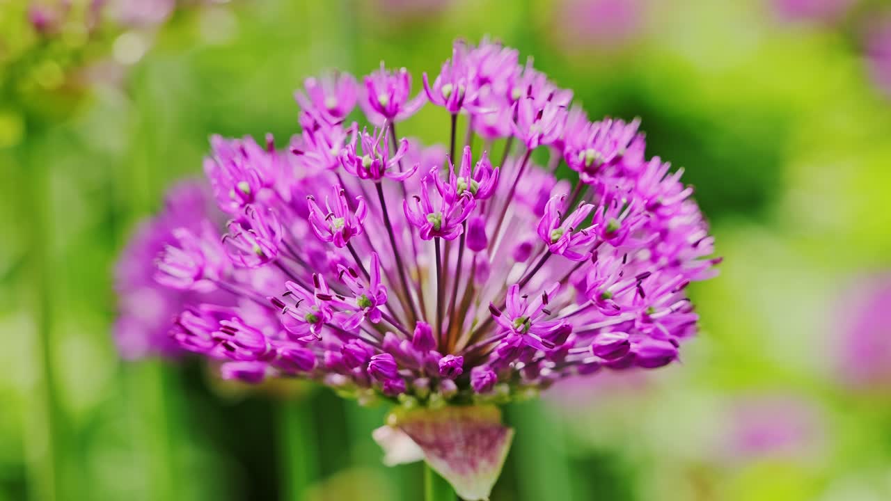 Bidikan statis bunga allium ungu cerah yang mekar dengan efek bokeh hijau dan ketenangan musim semi.