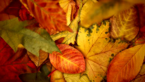 hojas de otoño 4k - 60 fps fabuloso follaje de otoño video de fondo bucle