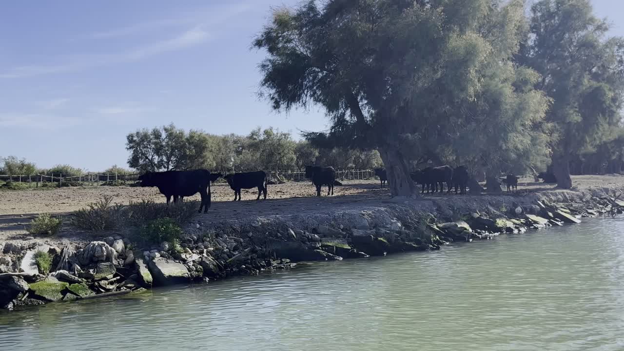 Buoi neri su un fiume in una riserva naturale nel sud della Francia cercano protezione dal sole all'ombra di un albero