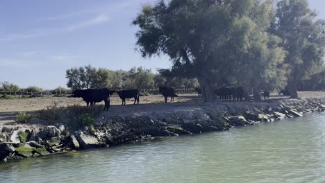 Schwarze-Ochsen-An-Einem-Fluss-In-Einem-Naturschutzgebiet-In-Südfrankreich-Suchen-Im-Schatten-Eines-Baumes-Schutz-Vor-Der-Sonne,-Die-Lust-Steht