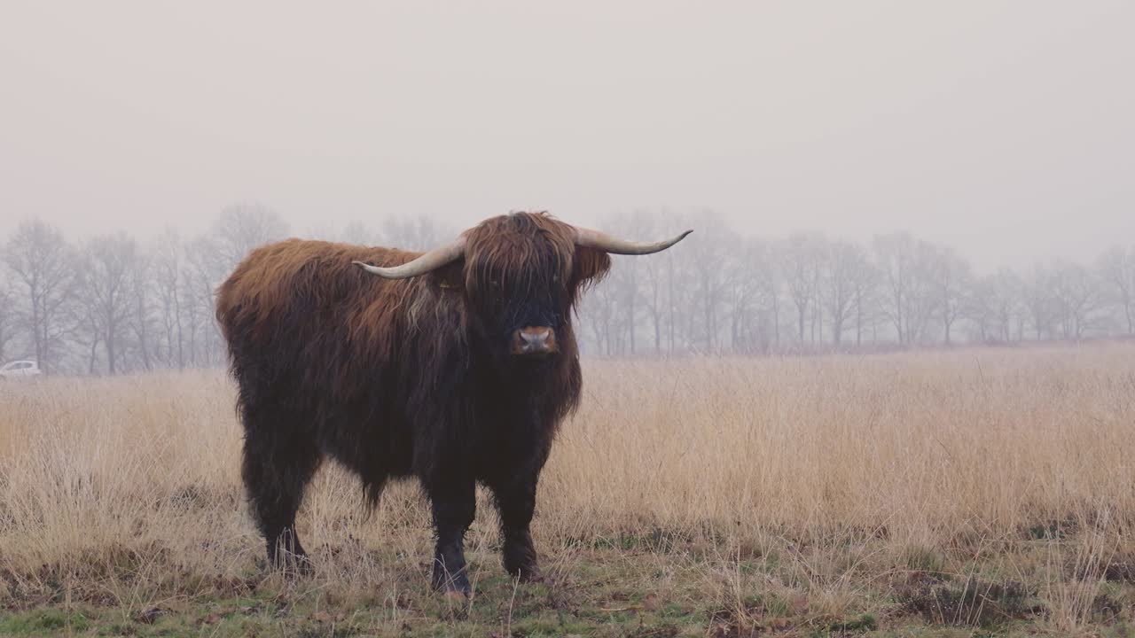 vaca de las tierras altas en un campo de niebla