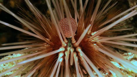 close up shot of sea urchin moving it's spines