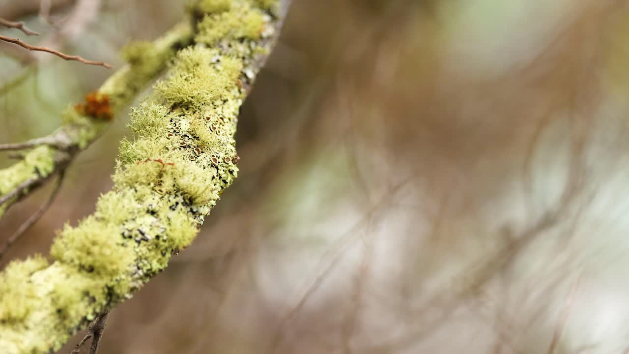 Close-up of lichen on branches with soft focus background, captured in natural light at Great Ocean Road, Australia