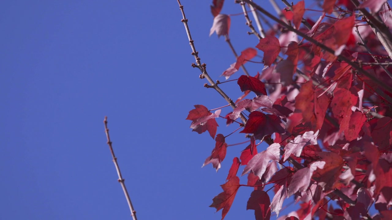 Filmagem em câmera lenta de folhas vermelho-vivo contra um céu azul.