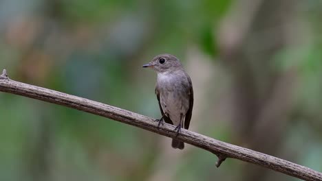 el papamoscas marrón asiático es un pequeño pájaro paseriforme que se reproduce en japón, himalaya y siberia