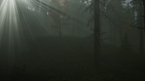 forest in autumn morning mist