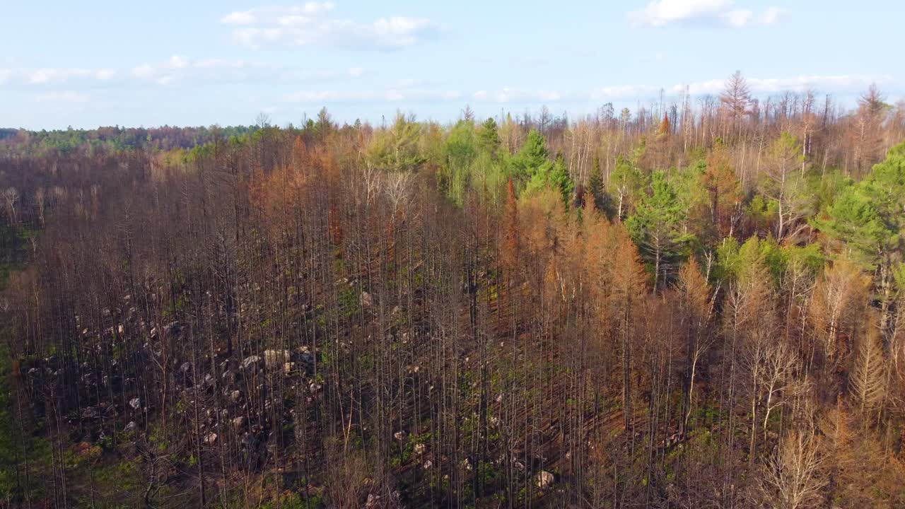 empuje aéreo de un bosque después de un incendio forestal en otoño en ontario, canadá
