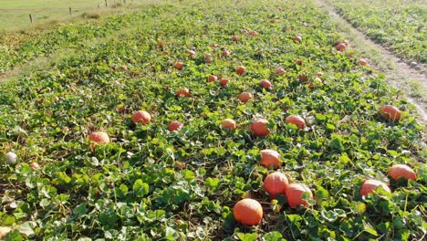 Tilt-down-aerial-shot-of-Amish-farmland,-view-of-orange-and-white-pumpkin-patch,-autumn-harvest