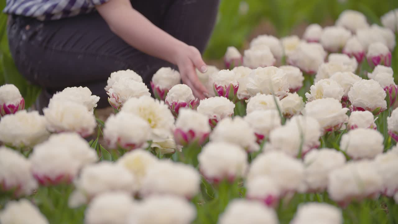 튤립 밭에서 일하는 여성 농부 1