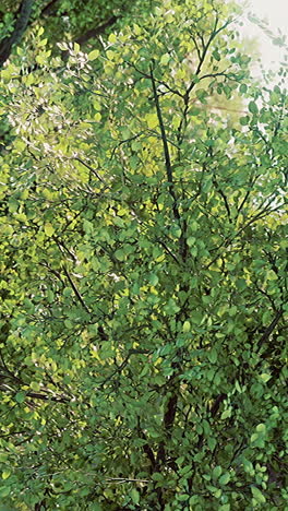 green tree in the sunlight