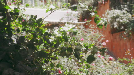 Leaf-Branches-Swaying-Gracefully-in-Strong-Winds