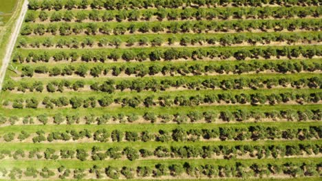 Olive-grove-on-sunny-summer-day-with-long-grass-in-between-rows