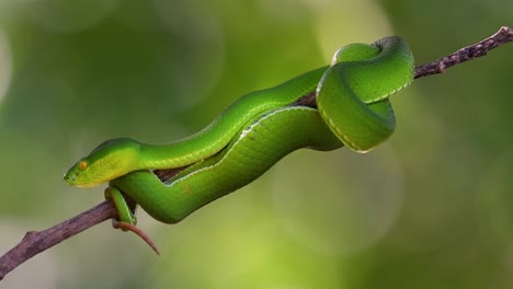 la víbora de labios blancos es una víbora venenosa endémica del sudeste asiático y a menudo se encuentra durante la noche esperando en una rama o rama de un árbol cerca de un cuerpo de agua con muchos alimentos